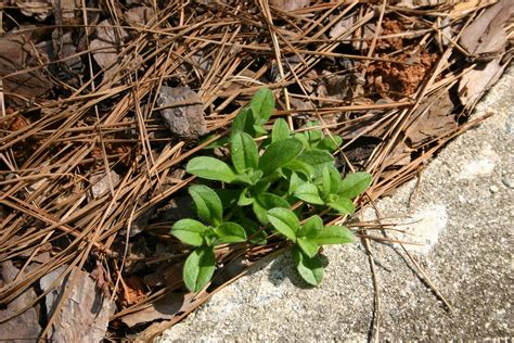 Chickweed control failure and a better idea | Walter Reeves: The ...