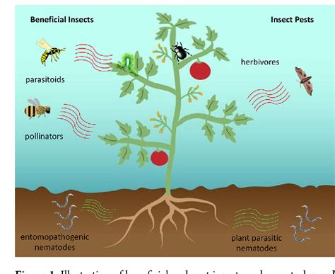 Figure 1 From Interactions Among Plants Insects And Microbes