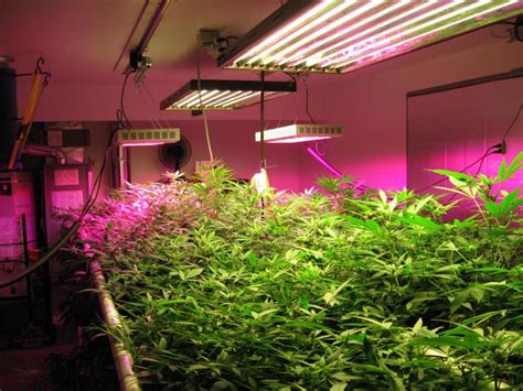 How Artificial Plant Lights Will Help Growing Your Plants