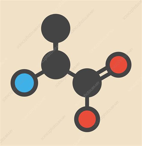 Alanine amino acid molecule - Stock Image - F012/5755 - Science Photo Library