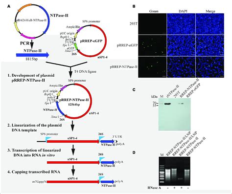 Characterization Of Self Amplifying Rna A Flow Diagram Of