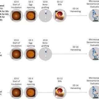 Overview of methods. Parts of the figure were drawn using pictures from ...