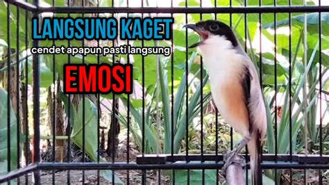 Cendet Gacor FULL EMOSI Buat Pancingan Cendet Agar Bunyi Jadikan Burung