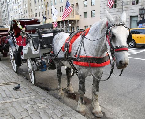 Horse Carriage Near Central Park On 59th Street In Manhattan Editorial