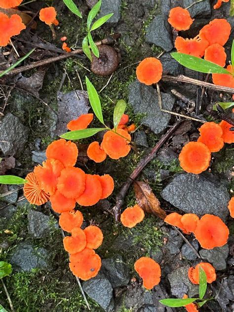 Types Of Red Mushrooms Identification And Uses Balcony Garden Web