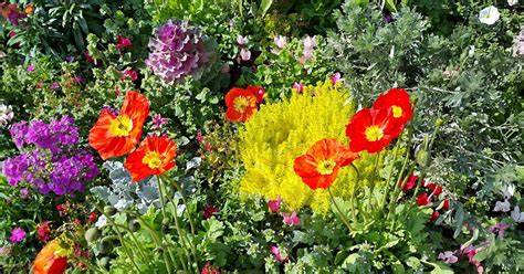 Comment créer des massifs fleuris et colorés pour pas cher