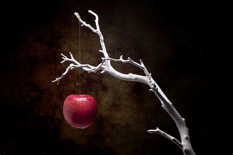 Still Life Apple Tree Photograph By Tom Mc Nemar Fine Art America