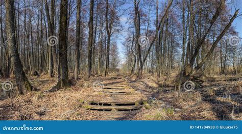 Old Abandoned Wooden Road Through The Forest Swamp Stock Photo Image