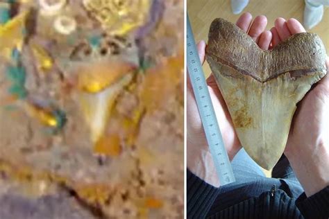 Megalodon Tooth Necklace Found In Titanic Debris Dive Magazine