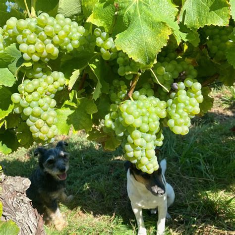 Les Trois Hectares Blanc 2022 Château Bauduc