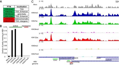 Mapping Of Histone Modifications In Episomal HBV CccDNA Uncovers An