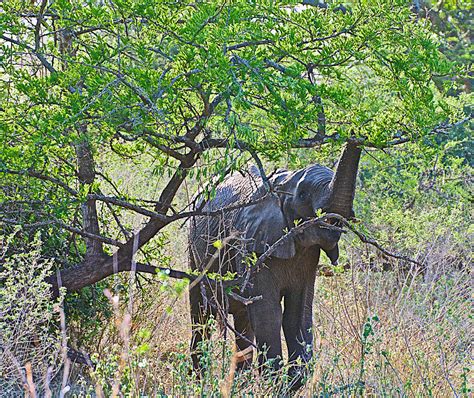 African Elephant In Hluhluwe Umfolozi Game Reserve South Africa