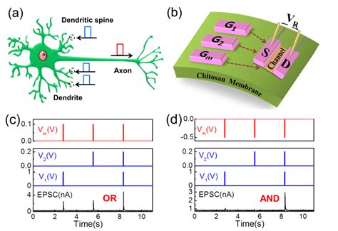 Schematic Image Of The Synaptic Integration In A Neuron B Schematic