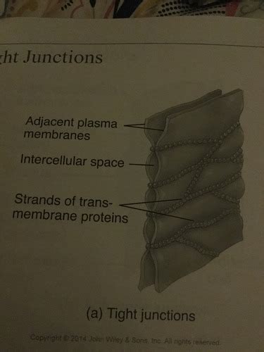 Chapter 4 Tissues Flashcards Quizlet