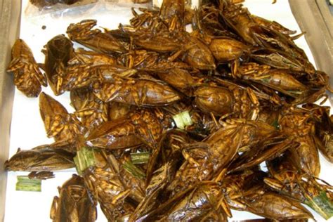 Deep-fried-cockroaches | Weird food, Gross food, Bizarre foods