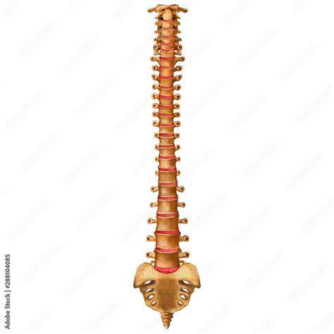 The Human Spine Anterior View Vertebral Column Backbone Vector