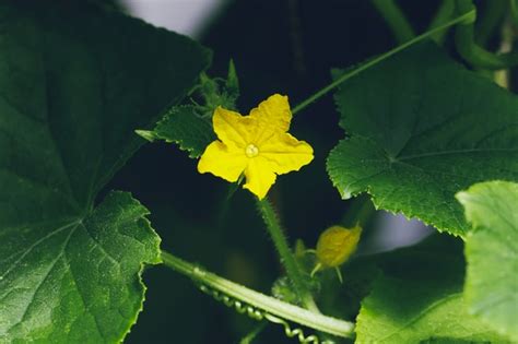 How To Hand Pollinate Cucumbers Complete Guide Gardenisms