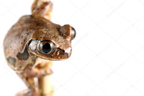 Peacock Tree Frog Stock Photo by ©macropixel 6306719