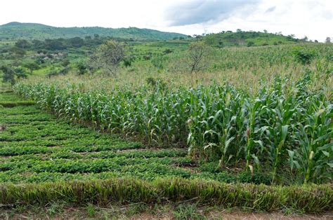 South Africa Cimmyt