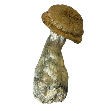 Cogumelo Mágico P Cubensis Desidratado 2G Penis Envy Psilocybe