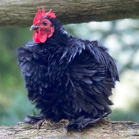 Black Frizzle Cochin Bantam Day Old Chick