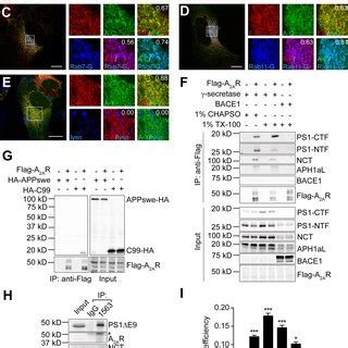 A2AR colocalizes with γ secretase complex in endosomes and interacts