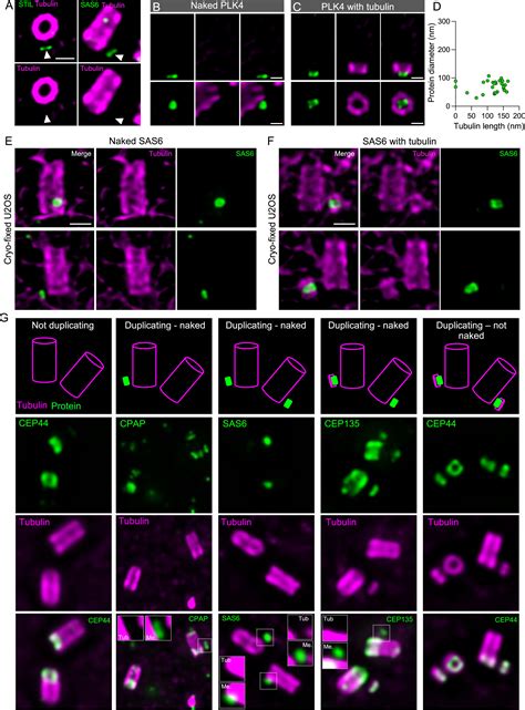 Time Series Reconstruction Of The Molecular Architecture Of Human