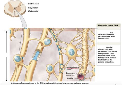 Neuroglia Of The Cns Of Diagram Quizlet