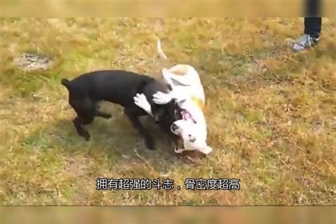 打到没力气！比特犬大战阿根廷杜高，到底谁更强？请教大神赐教大战阿根廷大神