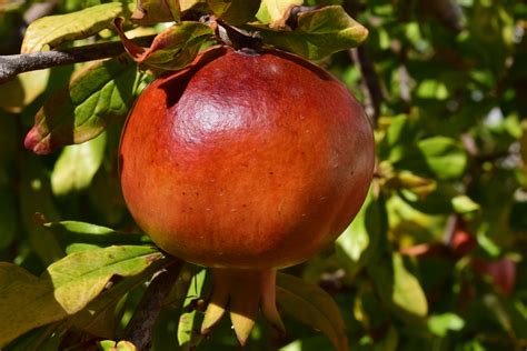 Gambar Apel Pohon Alam Cabang Menanam Buah Manis Bunga Matang