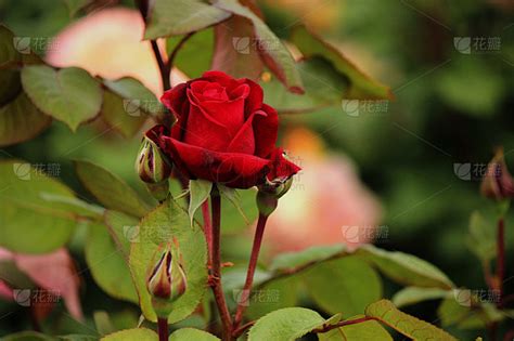 Rosa Herz Ass Rose