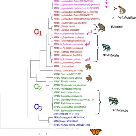 Maximum Likelihood Phylogeny Inferred From Amino Acid Sequences