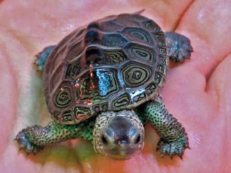 Terrapin Attack – What You Should Know – dustin decker dot com