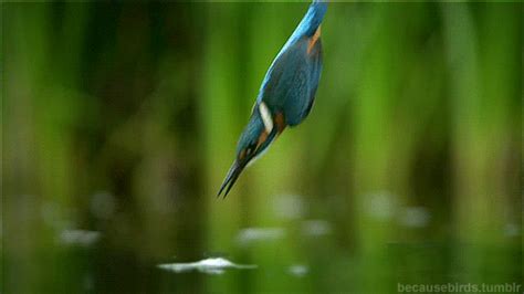 Kingfisher 2 500×281 Amazing Nature Photos Beautiful Birds