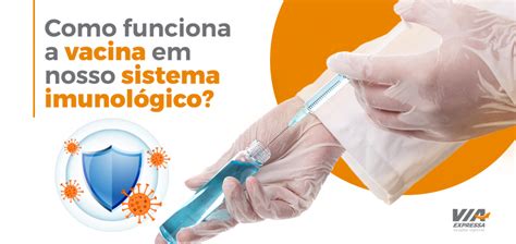 Como Funciona A Vacina Em Nosso Sistema Imunol Gico Via Expressa