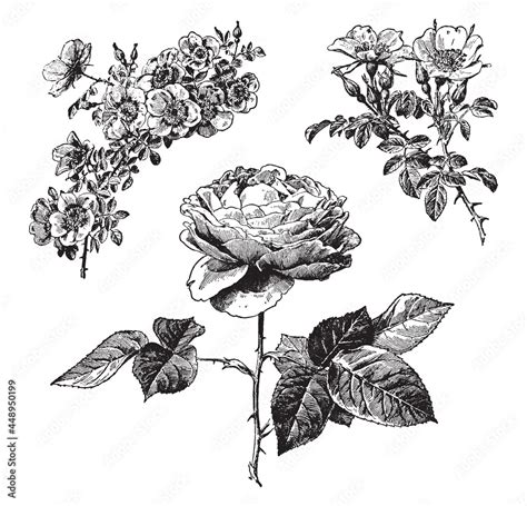 Rose Decoration Collection Vintage Engraved Vector Illustration From Larousse Du Xxe Siècle