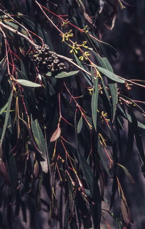 Eucalyptus Radiata Australian Plants Society