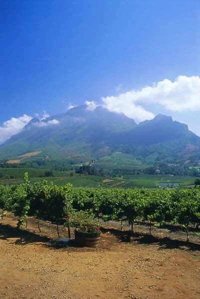 Jigsaw Puzzle of Vineyards in the Cape winelands, near Stellenbosch