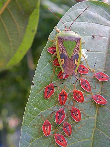 Congenitaldisease A Shield Bug With Nymphs ” Shield Bugs Insects