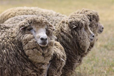 A Closeup View of Australian Sheep with Merino Wool Stock Image - Image ...