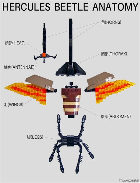 Beetle Wings Anatomy