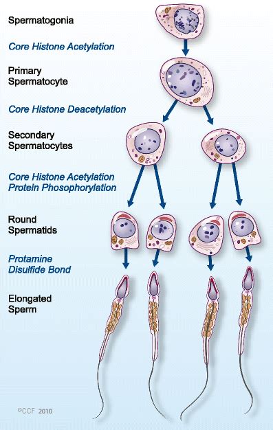 Epigenetics And Its Role In Male Infertility Springerlink