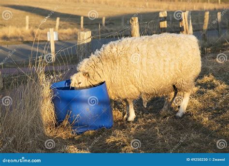 Sheep Drinking From Bucket Stock Photo Image 49250230