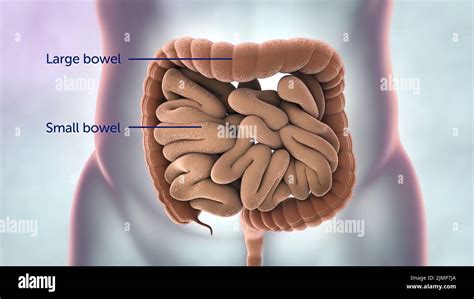 Transparent Digestive System Hi Res Stock Photography And Images Alamy