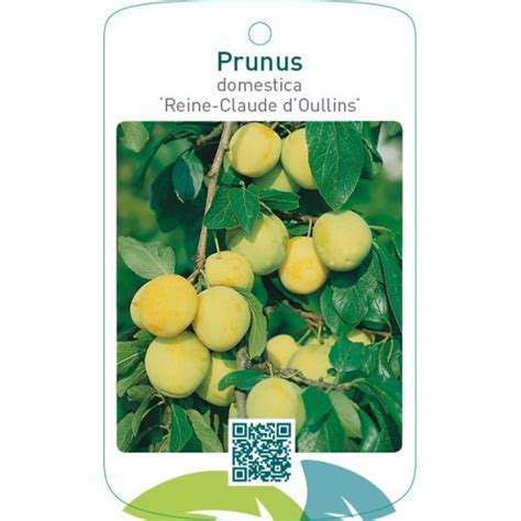 Etiquetas De Prunus Domestica Reine Claude Doullins