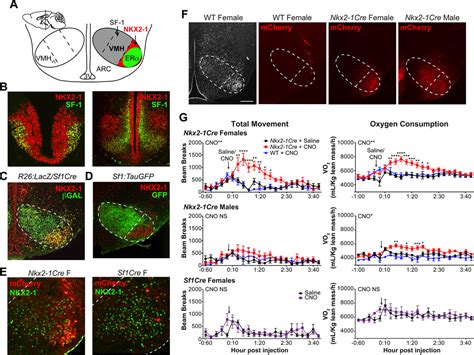 An Estrogen Responsive Module In The Ventromedial Hypothalamus Selectively Drives Sex Specific