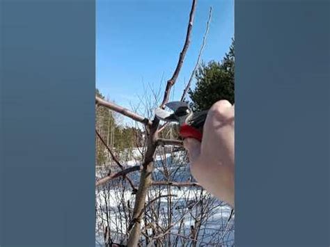 🌳КАК ОБРЕЗАТЬ ЯБЛОНЮ ВЕСНОЙ - YouTube