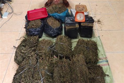 Polisi Gagalkan Penyelundupan Ganja Seberat 36 Kilogram ANTARA News