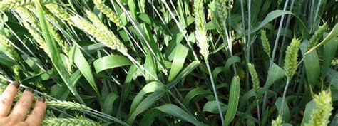 Фунгицид "Импакт": инструкция по применению, характеристика