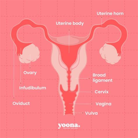 Apa Fungsi Fimbriae Pada Sistem Reproduksi Wanita Yoona